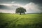 Oak Tree in Meadow. Calming landscape of a meadow with an oak tree in the middle