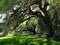 Oak tree at a plantation in Charleston, South Carolina