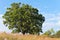 Oak Tree and Prairie Landscape