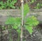 oak tree (Quercus robur) sapling