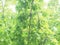 oak tree (Quercus robur) sapling