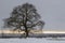 Oak tree (Quercus) on a winter`s day at Leigh-on-Sea, Essex, England