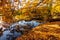 Oak tree reflected in pond, Alexander park in autumn, Pushkin, Saint Petersburg, Russia