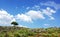 Oak tree, rocks at north of alentejo