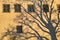 Oak tree shadow image on old building facade