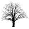Oak tree silhouette with fallen leaves black and white
