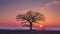 Oak tree silhouette with red sunset in the horizon