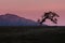 Oak tree silhouette Santa Ynez Valley at sunset