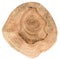 Oak tree slice texture. Irregular shape wood slab with annual ri