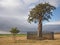 Oak Tree and Small Sapling