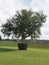 Oak Tree with Spanish Moss at Lake Wales