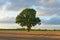 Oak Tree on a Summers Evening