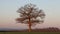 Oak tree at sunrise on a spring morning, and the moon in the background. UK