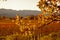 Oak Tree sunset Napa valley