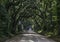 Oak Tree Tunnel Road to Botany Bay Plantation in Editso Island S