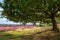Oak tree view to purple heather fields Norfolk