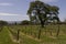 Oak tree vineyard