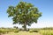 Oak tree between vineyard in Tuscany  Italy. Famous Oak tree of winery Ornellaia