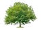 Oak tree on a white background