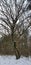 oak tree in winter forest cowered with snow