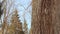 Oak tree in winter. Tree in winter forest. Closeup. Tree trunk. Tree bark