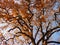 Oak tree with yellow and red leaves