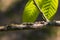 Oak treehopper nymphs on limb, Platycotis vittata