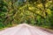 Oak trees along the dirt road to Botany Bay Plantation on Edisto Island, South Carolina.