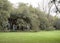 Oak trees at Audubon Park, New Orleans