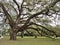 Oak trees at Audubon Park, New Orleans