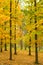 Oak trees in autumn park