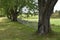 Oak trees in the cemetery in summer