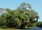 Oak trees cover with Spanish moss.