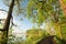 oak trees covered with fresh leaves at the edge of lake on a sunny spring morning against blue sky right side photo you can see