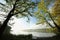 oak trees covered with fresh leaves at the edge of lake on a sunny spring morning against blue sky right side photo you can see