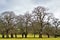 Oak trees in February, in Stafford, in Staffordshire.