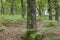 Oak trees and ferns in a green springtime woodland