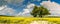 Oak trees in a field of ripening rapeseeds, Europe