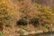 Oak trees in full autumn color at Teggs Nose Country Park on the