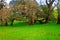 Oak Trees in grassy glade