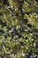 Oak trees with green acorns background in the forest of Dikti mountains