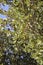 Oak trees with green acorns background in the forest of Dikti mountains