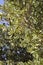 Oak trees with green acorns background in the forest of Dikti mountains