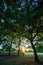 Oak trees in Harvington Park, Beckenham, Kent. These majestic oaks are seen at sunset with the setting sun behind