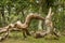 Oak trees that look like something from a fairy tale, twisted oak trunks with a nice green background, sun touches in several