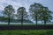 Oak trees in misty evening