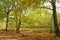 Oak trees and moor