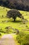 Oak trees in Sierra de Alvarez, forest in san luis potosi  I