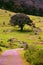 Oak trees in Sierra de Alvarez, forest in san luis potosi  II