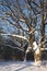 Oak trees in winter wood